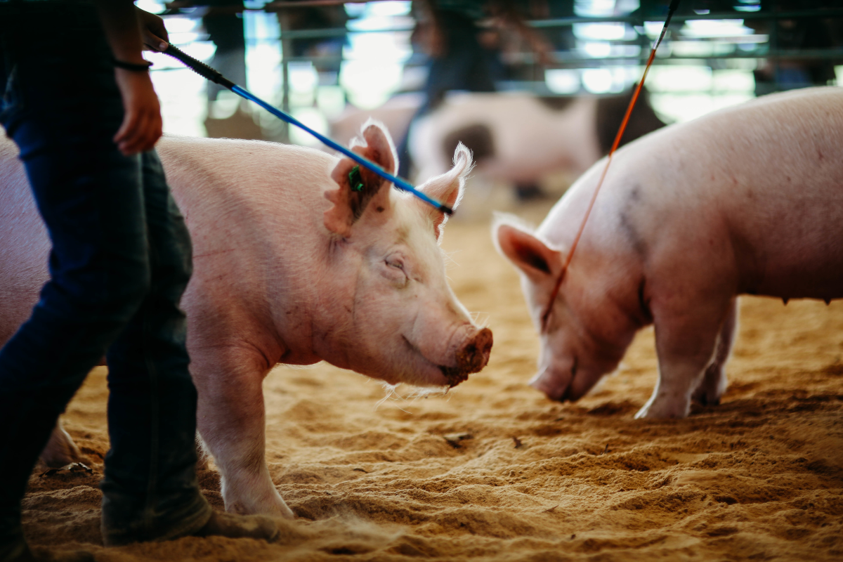 Pigs in the livstock show
