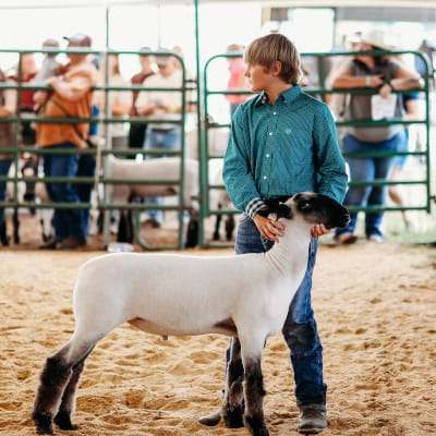 A young sheep with a young man at the highland county fair
