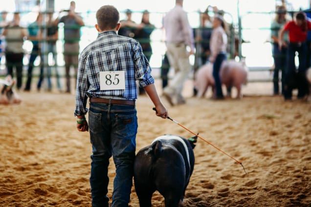 Person guiding pig at animal show
